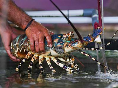  7 Địa chỉ bán tôm hùm tươi sống, chất lượng tại Hà Nội