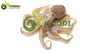 Bạch tuộc sống 2-3 con/kg