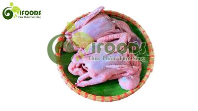 Chim Bồ Câu Thịt