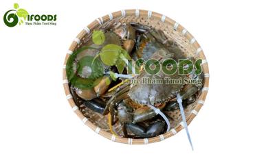 Cua gạch sống 560-650 gr/con