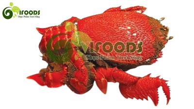 Cua huỳnh đế sống 700-900 gr/con