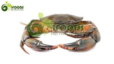 Cua thịt 660-750 gr/con