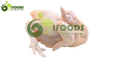 Gà công nghiệp nguyên con