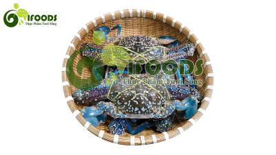 Ghẹ xanh sống 6-7 con/kg