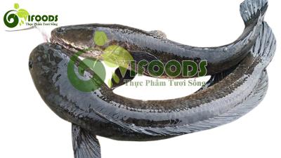 Giá cá lóc nuôi tại đồng tháp hôm nay