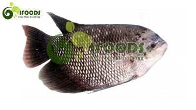 Giá cá tai tượng thịt hôm nay