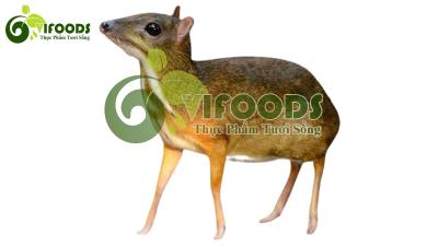 Giá cheo cheo thịt