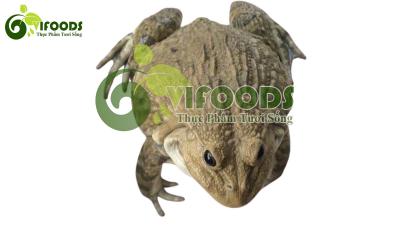 Giá ếch thịt tại đồng tháp hôm nay