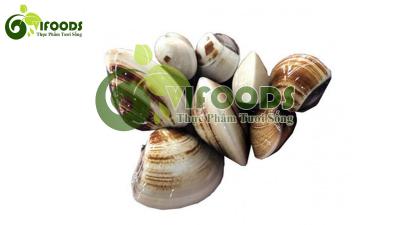 Nghêu biển sống 15-20 con/kg