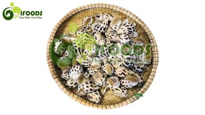 Ốc hương sống 40-50 con