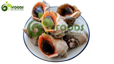 Ốc mặt trăng sống