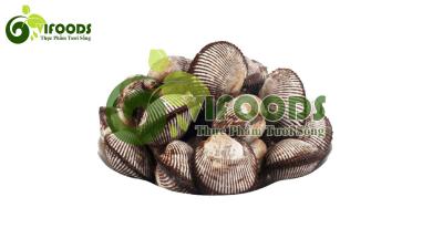 Sò lông sống 15-20 con/kg