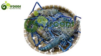 Tôm càng xanh 6-8 con/kg