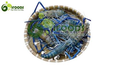 Tôm càng xanh sống 15-20 con/kg