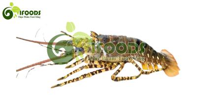 Tôm hùm bông đông lạnh Size 1,2-1,4kg