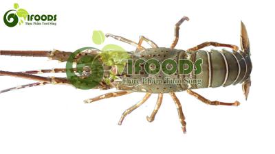 Tôm hùm tre sống 3-4 con/kg