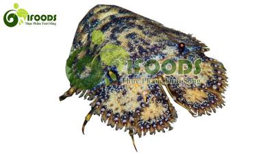 Tôm mũ ni đen đông lạnh Size 4-6 con/kg