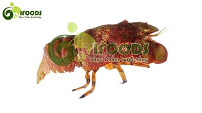 Tôm mũ ni đỏ 3-4 con/kg