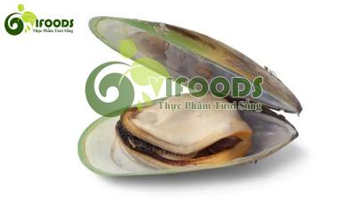 Trai sông sống Size 7-10 con/kg